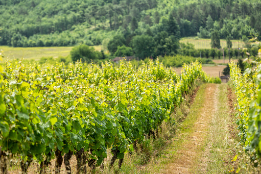 Biowein Reben mit grüner Landschaft und grasbedecktem Boden