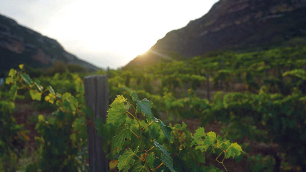 Weinberge auf Krosika