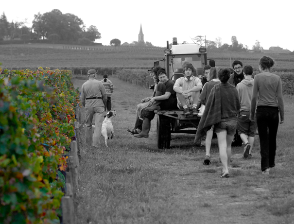 Weinernte mit einem Traktor im Weinberg mit vielen Menschen