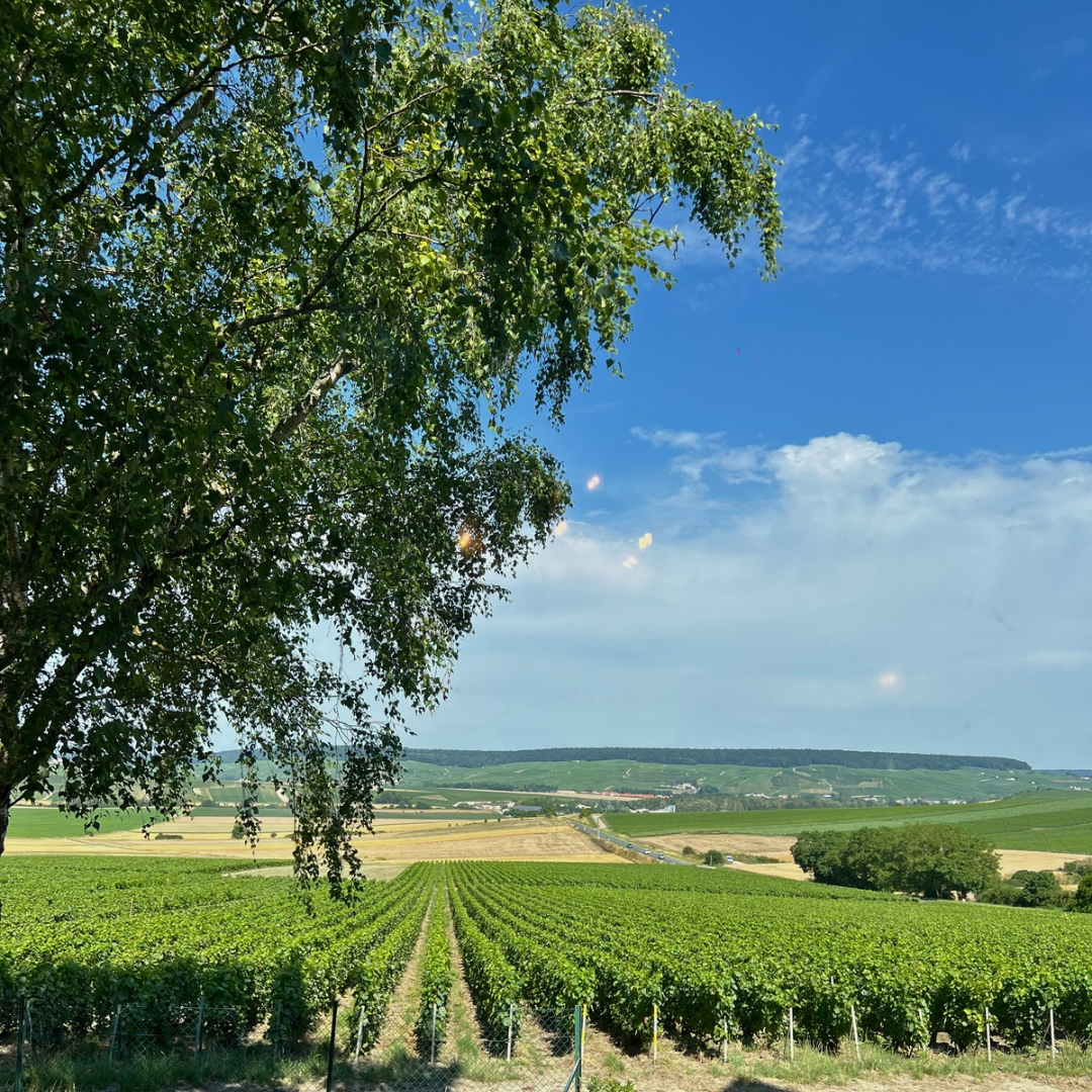 Blick aus dem Verkostungsraum bei Pierre Gimonnet