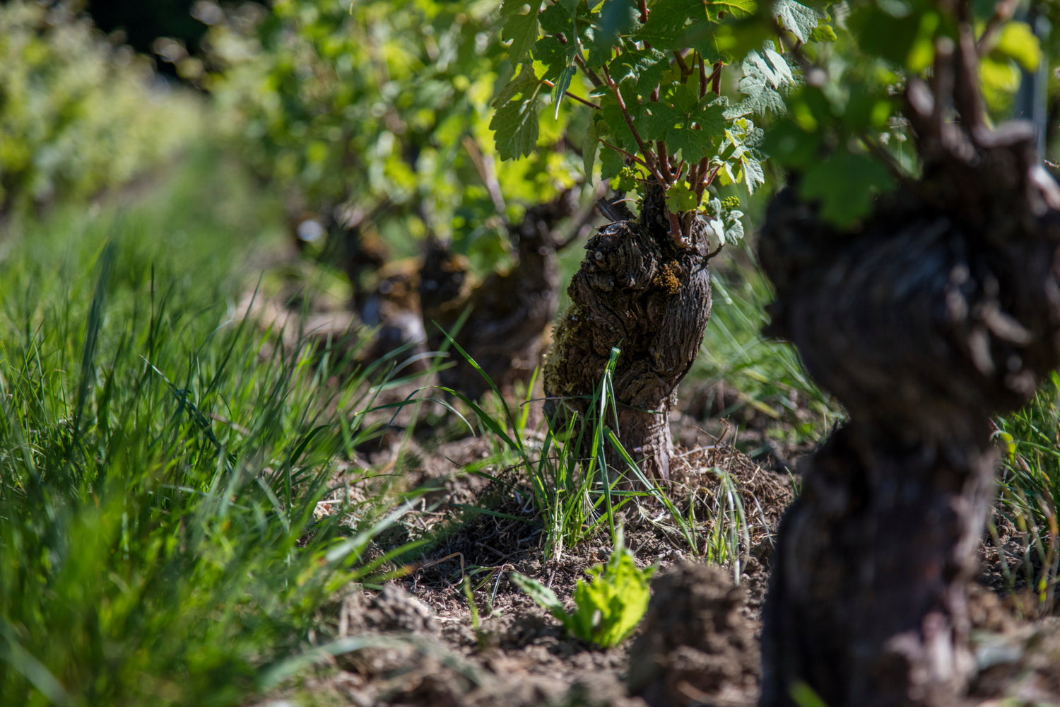 Die Rebstöcke von Charpentier