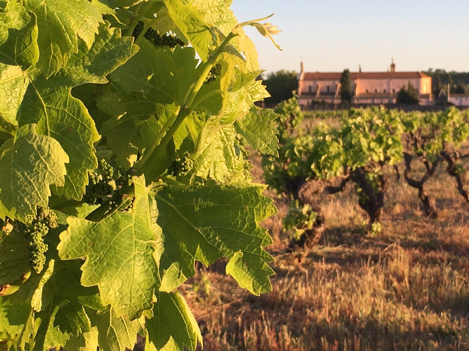 Reben von Villa Tempora in Pézenas im Languedoc