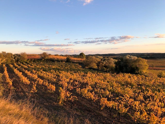 Die Weinberge von Villa Tempora im Languedoc