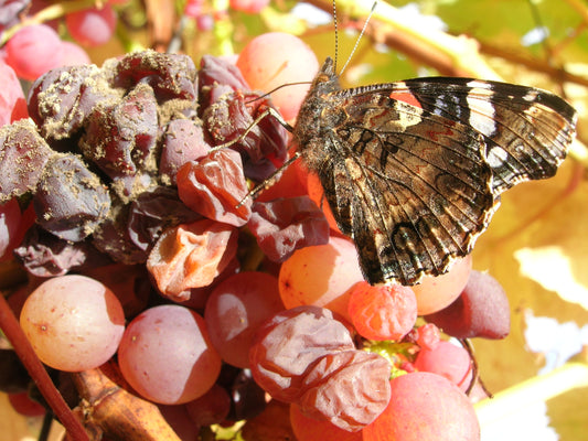 Artenvielfalt im Weinberg