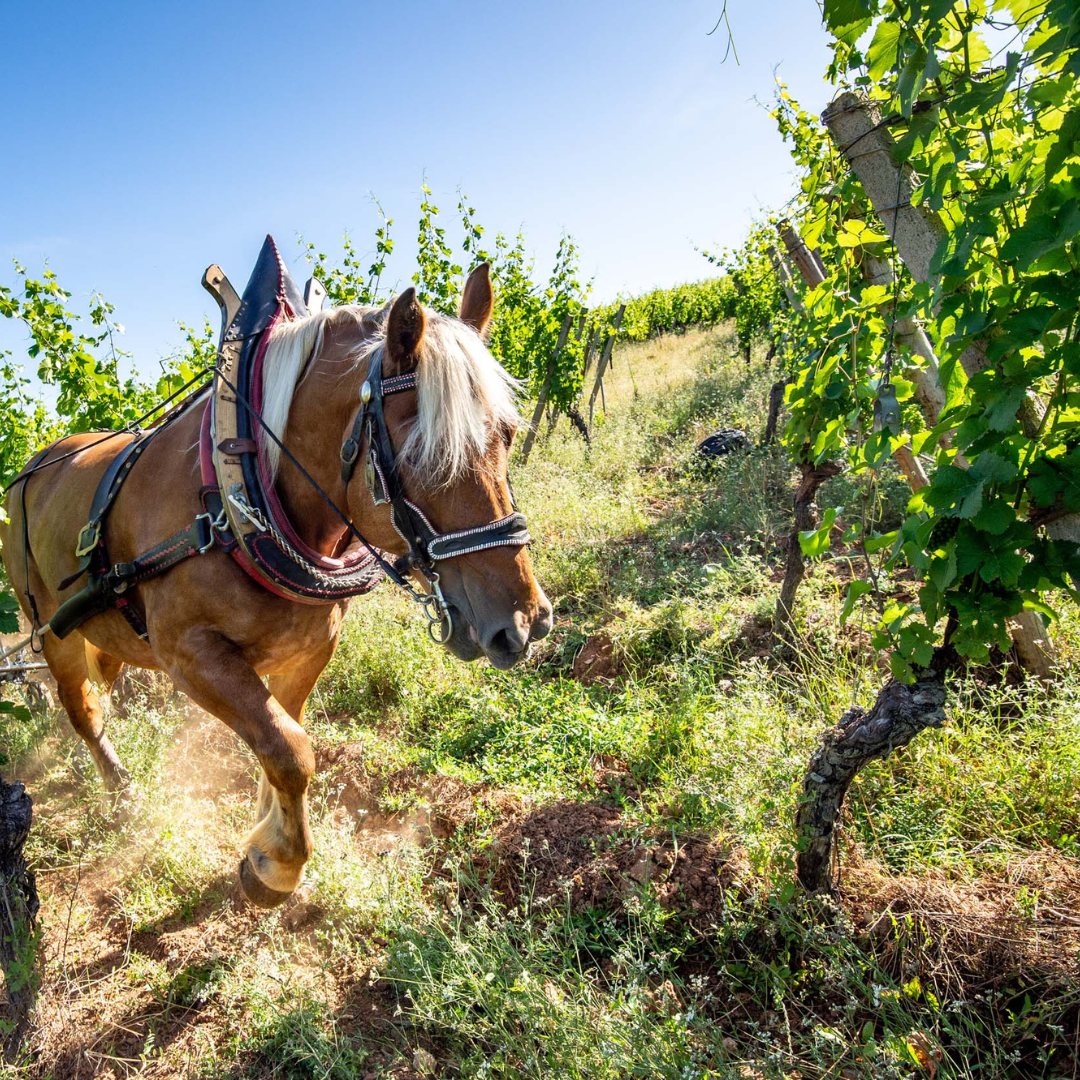 Pferd im Weinberg auf dem Bioweingut Francois Schmitt